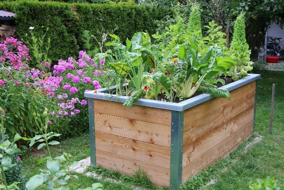 Holz-Hochbeet mit verschiedenen Gemüsesorten